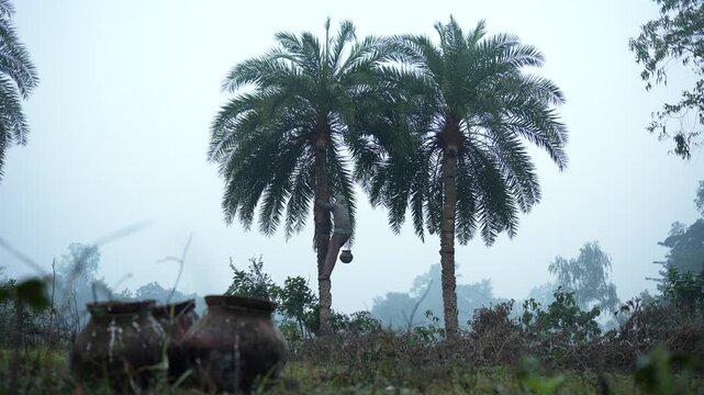 Natore, Bangladesh - 23 May 2026: View of a man climbing a date palm tree to collect sap in a misty rural landscape with clay pots in the foreground.