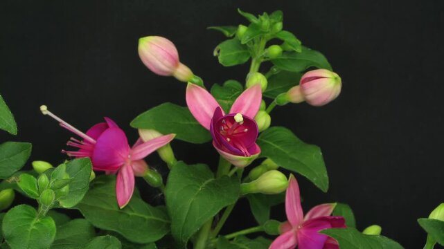 Time lapse of growing and opening fuchsia flower against black background