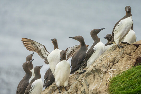 Common guillemot (Uria aalge)