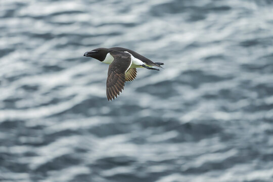 Common guillemot (Uria aalge)