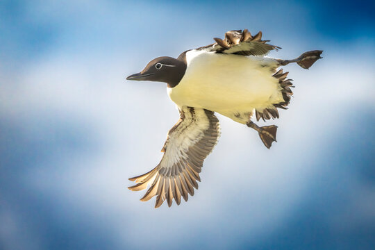 Common Guillemot (Uria aalge) in flight