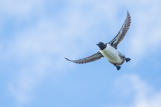 Guillemot (Uria aalge) in flight