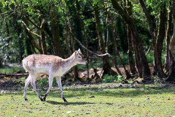 Young fallow deer walking in lush woodland © maureen