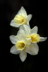 Obraz premium Closeup of flowers of Narcissus 'Sailboat' against a diffused background