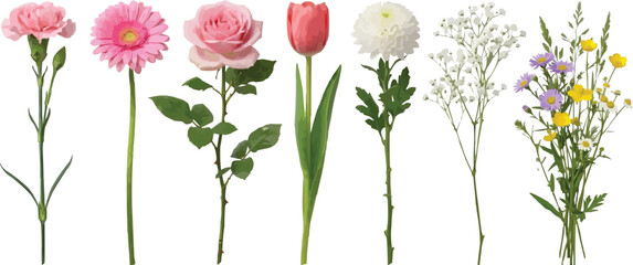 Watercolor Flower Collection with Rose Tulip Daisy Carnation Chrysanthemum Wildflowers and Botanical Floral Vector Elements Isolated on White Background © MST SHAMEEMA