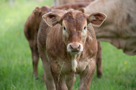 A close-up of a young brown calf looking curiously ahead. The calf is standing in the pasture.