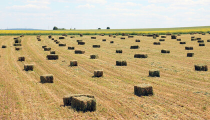 Pressed bales of alfalfa hay lie in the field © orestligetka