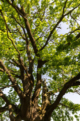 Fototapeta premium closeup of an old oak with large branches and green foliage in the summer in sunny bright weather, a deciduous oak tree with fresh foliage in bright sunlight in the summer season