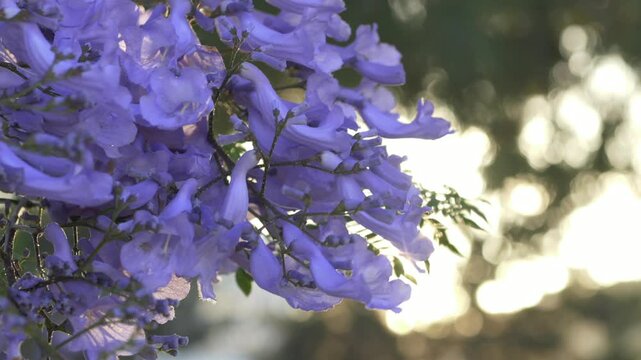 Sunlit jacaranda flowers blooming against bright background create relaxing spring atmosphere for wellness branding, meditation content, travel advertising and peaceful lifestyle campaigns.