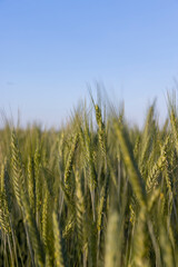 Fototapeta premium agricultural field with green ears of rye in early summer in sunny weather, selective focus