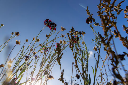 beautiful hybrid red cornflowers in the autumn season in the garden , the last few cornflowers are an unusual red color
