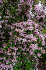 Obraz premium Kolkwitzia amabilis Detail Blüte