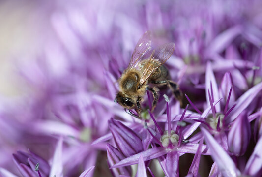 A close-up of a small honeybee searching for pollen on the flowers of purple leeks.