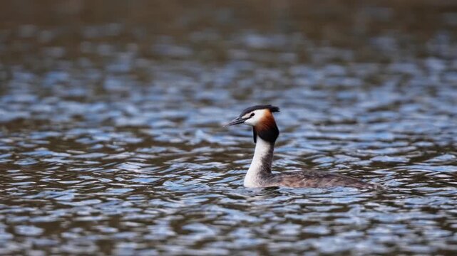 Crested grebe moves smoothly across the water, showcasing its unique shape and markings. Sunlight reflects off the surface, creating a lively scene.