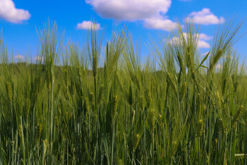 Obraz premium Green wheat swaying under blue sky