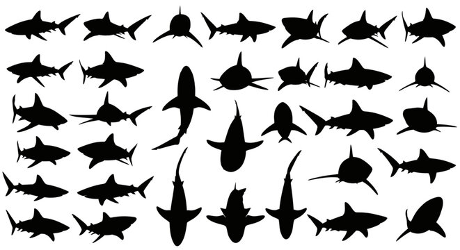 Shark silhouette collection, 30 predatory fish vector set, black ocean predator icons, marine life silhouettes for aquatic design and logos
