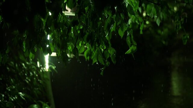 緑, 自然, 光, 色, 質感, デザイン, 草, 葉, 木, 水, 明るい, 太陽, 雨, クリスマス, グランジ, 植える, イラスト