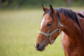 Fototapeta premium Brown horse a portrait