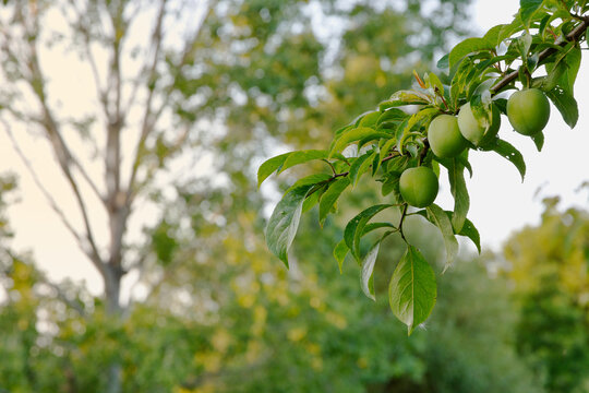 Resilient green plums growing on wild tree branch, climate adaptation and plant ecology in organic orchard