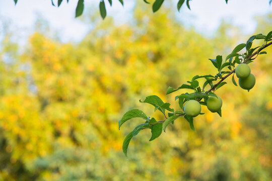 Unripe green plums on branch in agroforestry system, orchard biodiversity and sustainable fruit farming