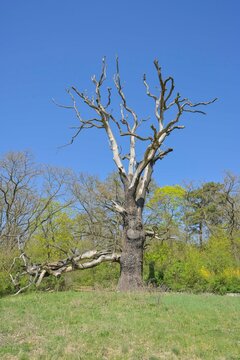Alte Stieleiche, Bellevuepark, K&ouml;penick, Bezirk Treptow-K&ouml;penick, Berlin, Deutschland