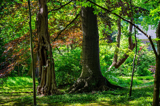 Green historic park Landgoed Overcingel in Assen