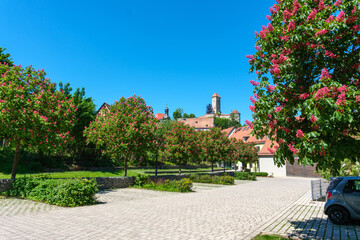 Naklejka premium Aesculus carnea Briottii Rotblühende Kastanie an einem Parkplatz