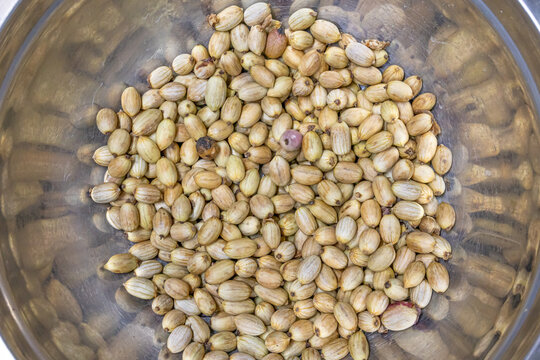 Parral, Maule Region - May 9, 2026: Peeled or shelled peumo fruits arranged inside a container.
