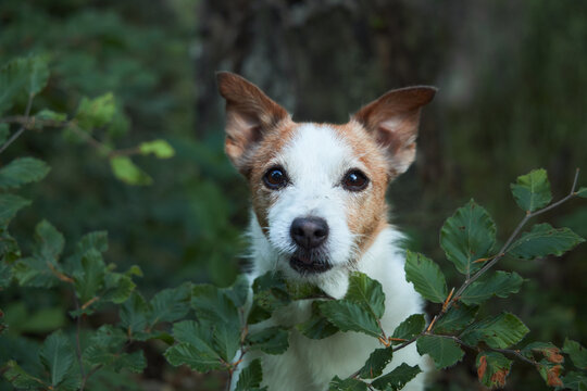 A Jack Russell Terrier face appears between green branches in soft light. The curious expression blends with the surrounding woods.