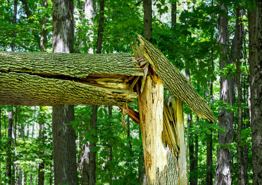 An ash tree damaged by the green emerald ash borer split in half.  Larvae borings are visible on the bare tree trunk.