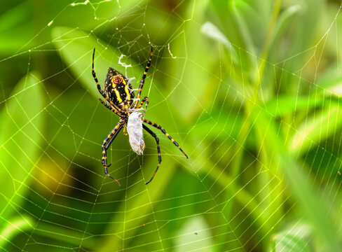 A  yellow and black garden spider, Argiope aurantia, in its web, wrapping silk around its prey