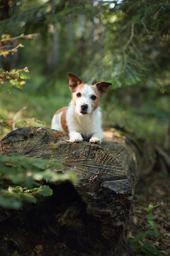 A Jack Russell Terrier perches quietly on a forest log covered in moss. Trees and foliage fill the shaded background with green tones.