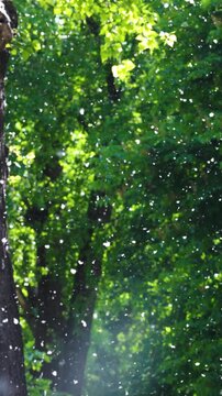 White poplar fluff flying like snowflakes against green summer trees background.
