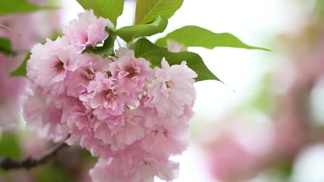 花, ピンク, とぶ, 全盛期, 咲く, サクランボ, 自然, 木, すごい, ブランチ, 植える, 美しさ, 季節, 植物, リンゴ, 庭, アップ, 白, フローラル, 春, sakura