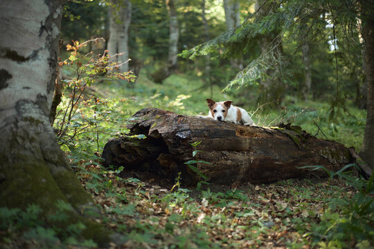 A Jack Russell Terrier relaxes on a mossy tree trunk in a vibrant forest. The surroundings are dense with trees and leafy plants.