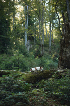 A Jack Russell Terrier lies on a horizontal tree trunk surrounded by green woodland. Tall tree trunks and ferns fill the calm clearing.