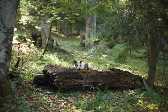 A Jack Russell Terrier lies quietly on a forest trunk surrounded by sunlight and dense greenery. The scene feels calm and natural.