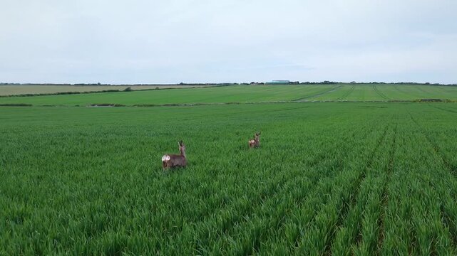 Wild Deer in the Green Fields