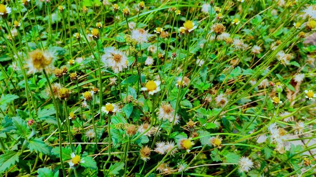 Small White Wild Flowers Blooming in Green Grass Field With Natural Bangladesh Countryside Background