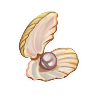 seashell isolated on white