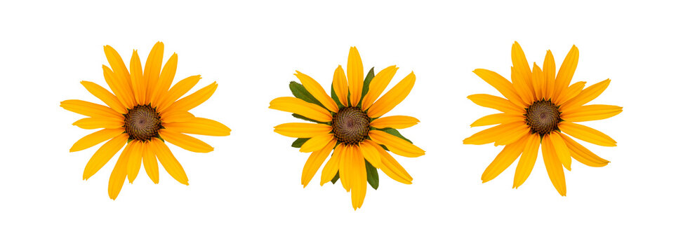 Bright yellow daisy trio on white background, studio top view, isolated blooms arranged in neat row, vivid petals with dark centers, highkey lighting, ideal for packaging, greeting card,