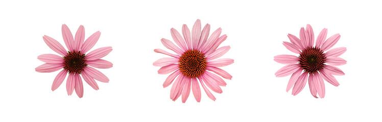 Obraz premium Pink flower cluster. Pink coneflowers arranged softly on pristine white backdrop. Delicate pink coneflowers grouped gracefully against clean white background for design purposes