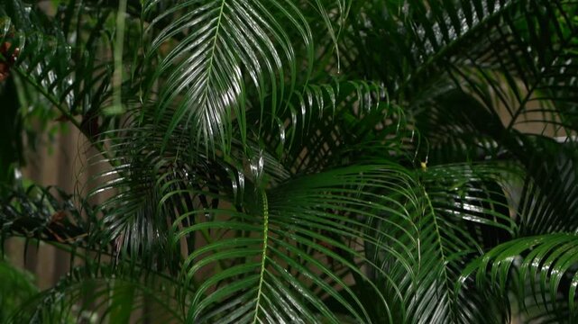 Reflective leaf design. Ornamental interior foliage featuring textured surfaces and elegant lines. Elegant botanical frond showcasing shiny surface and balanced venation patterns