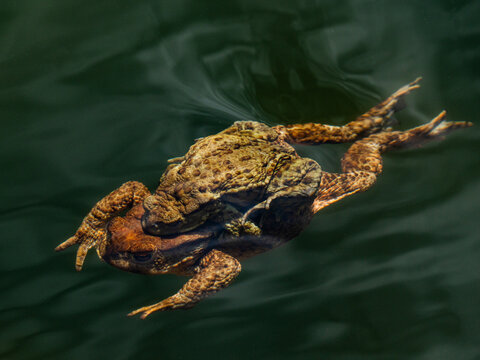 Mating common toads swimming together in amplexus position.