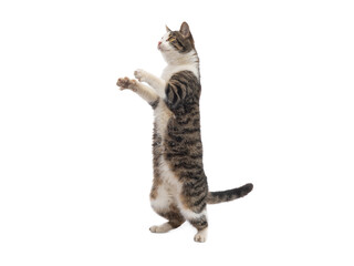 Obraz premium Tabby cat standing on hind legs isolated on white background.
