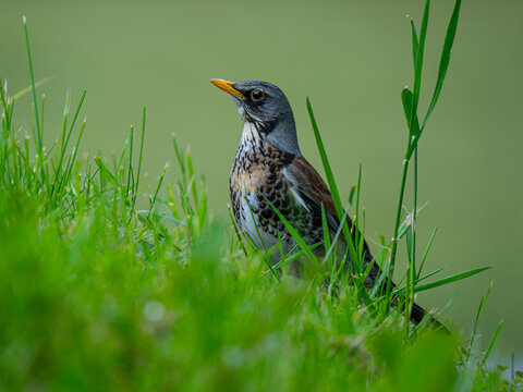 Fieldfare bird perched in green grass profile side view portrait.