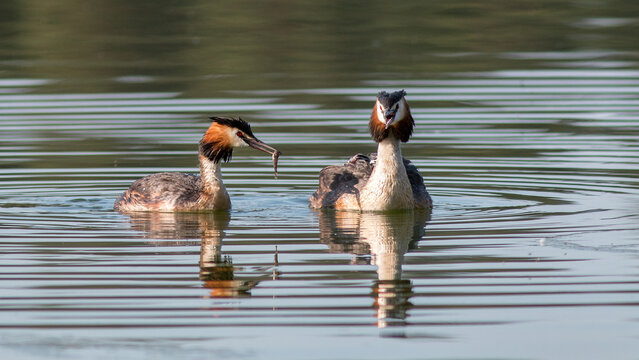 great crested grebe