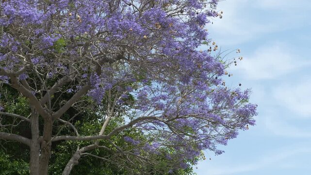 Purple flowering canopy with warm African sunlight supports eco tourism campaigns, seasonal vacation branding and scenic travel advertising for South Africa destinations. 