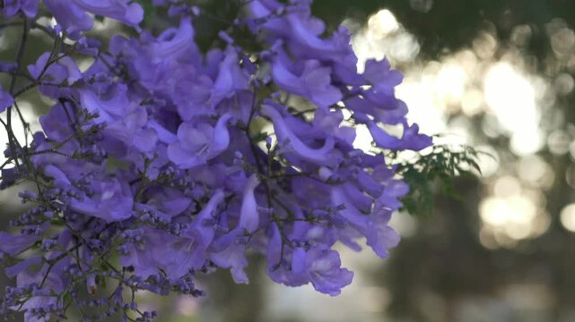 Purple jacaranda blossom branches with cinematic sunlight create premium floral visual for beauty branding, perfume campaigns, wellness marketing and luxury spa advertising. 