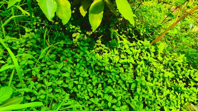 Fresh Green Tropical Leaves Background in Bangladesh Nature With Dense Natural Foliage Texture
